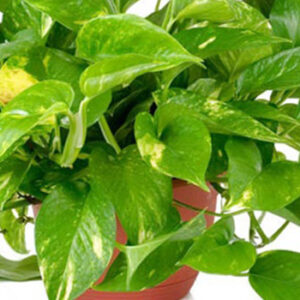 راهنمای پرورش و نگهداری پتوس در خانه