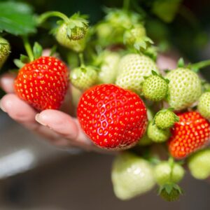 نمونه سوالات پرورش توت فرنگی