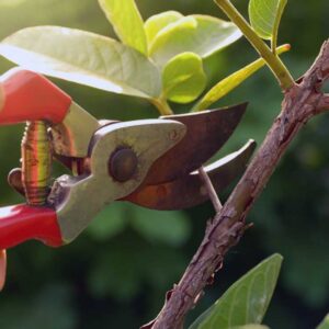 نمونه سوالات فنی و حرفه ای هرس کار